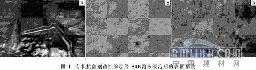 图1有机抗菌剂改性涂层经SRB溶液浸泡后的表面形貌
